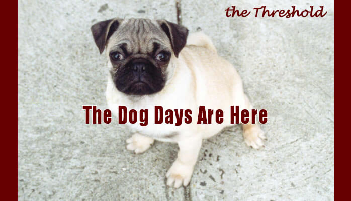 The Dog Days Are Here by Spencer Taylor - Why my Pug has made me a better person.